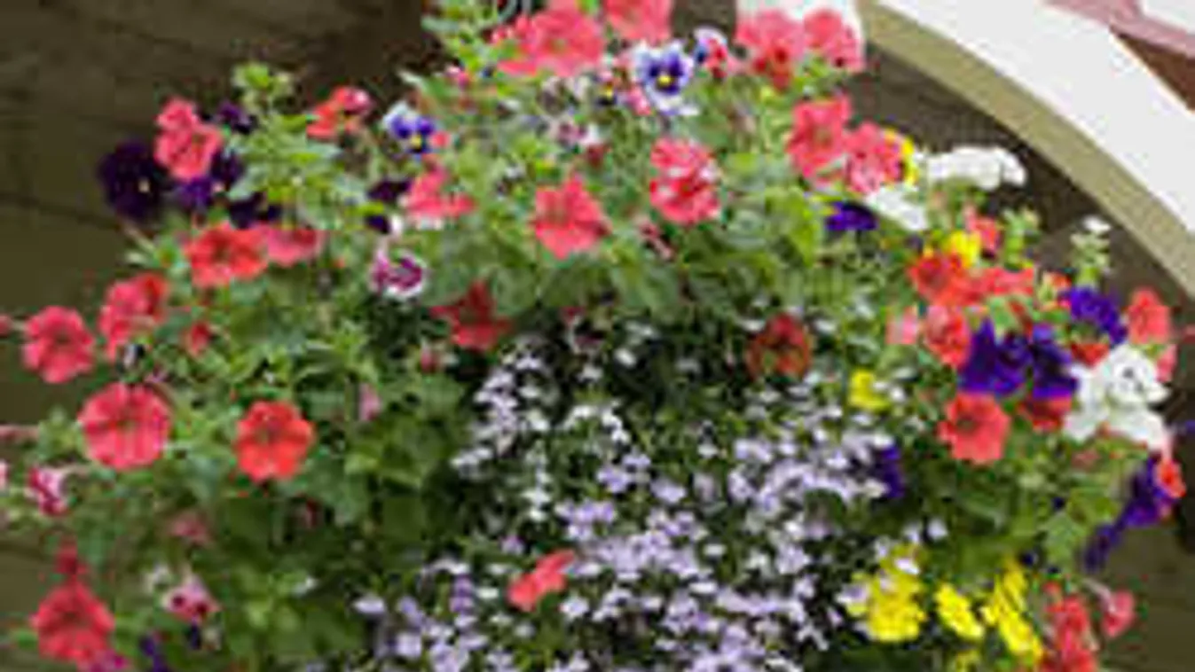 Ettől a trükktől pompás lesz a kerted! Csodájára jár mindenki