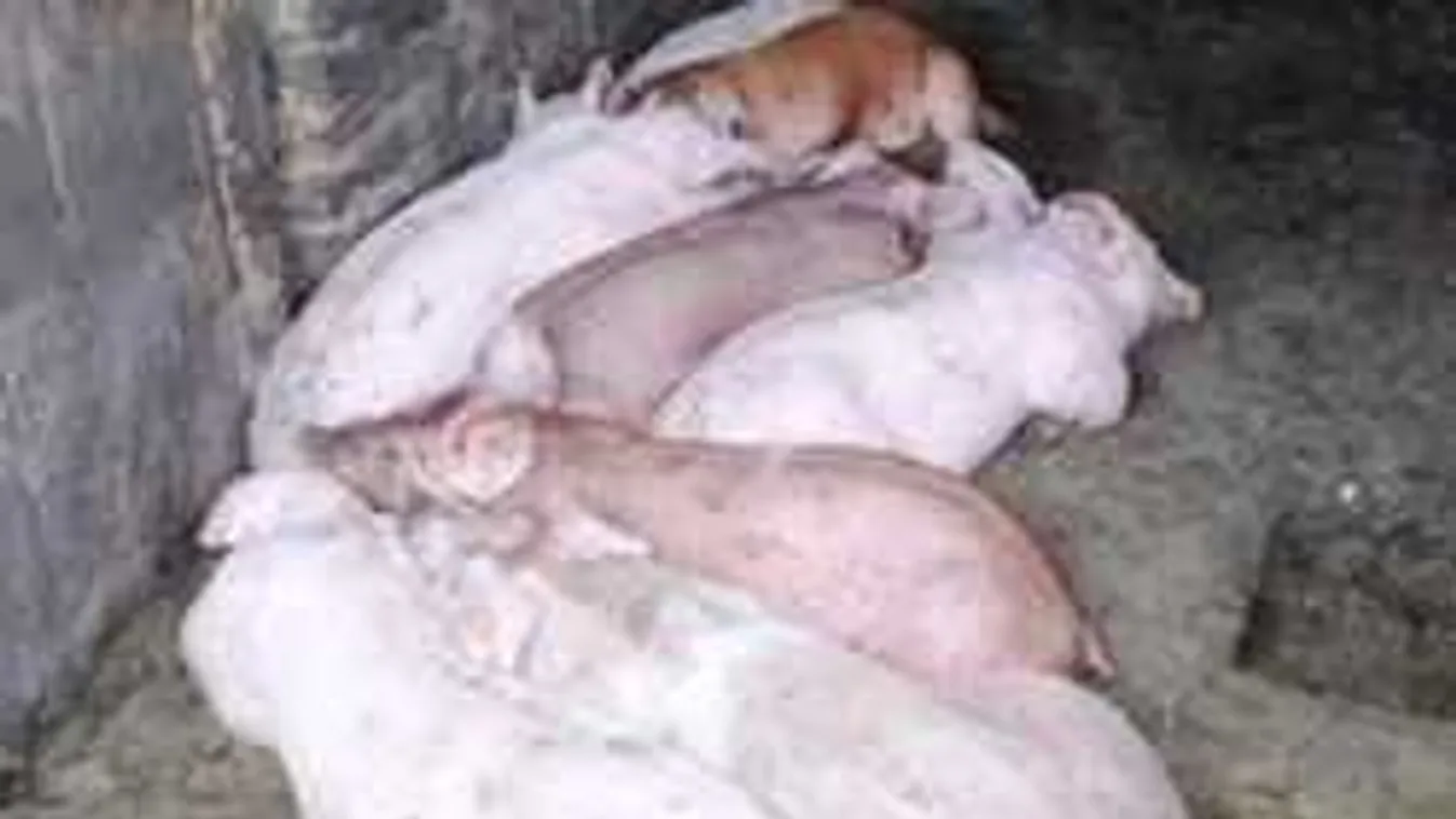 Az év lúzerei: Nem hiszed el, mit lopott el a két magyar férfi - Fotó