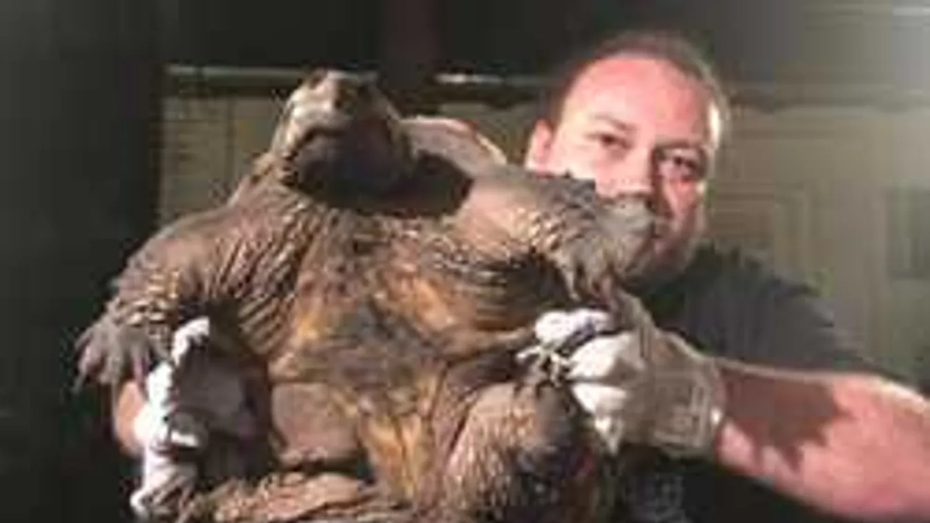 Aligátorteknős rémisztgette az embereket a 3-as úton