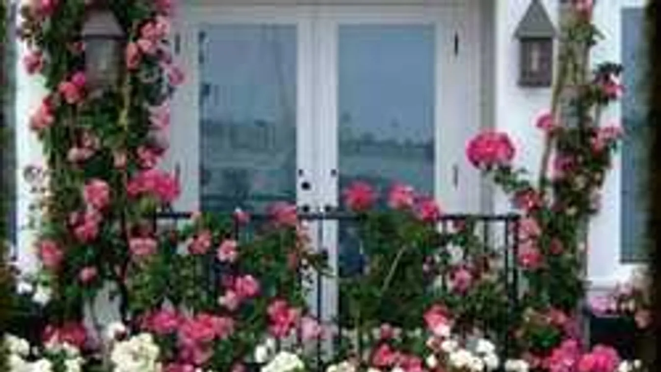 Virágot ültetsz az erkélyre? Akkor ezt soha ne felejtsd el