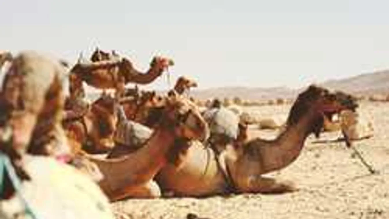 Tömeges deportálás: hihetetlen, mi történt