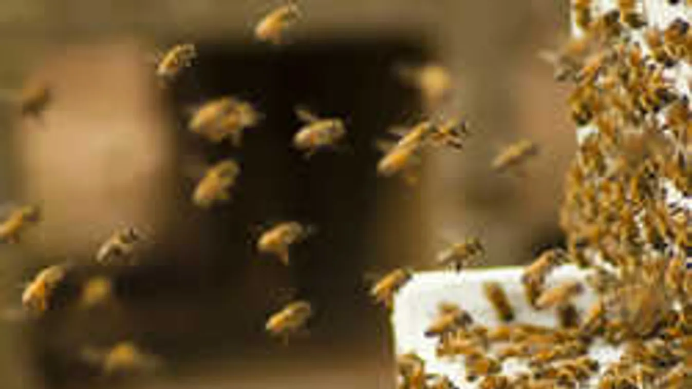 Horrorbaleset történt Vas megyében: méhek szabadultak az útra