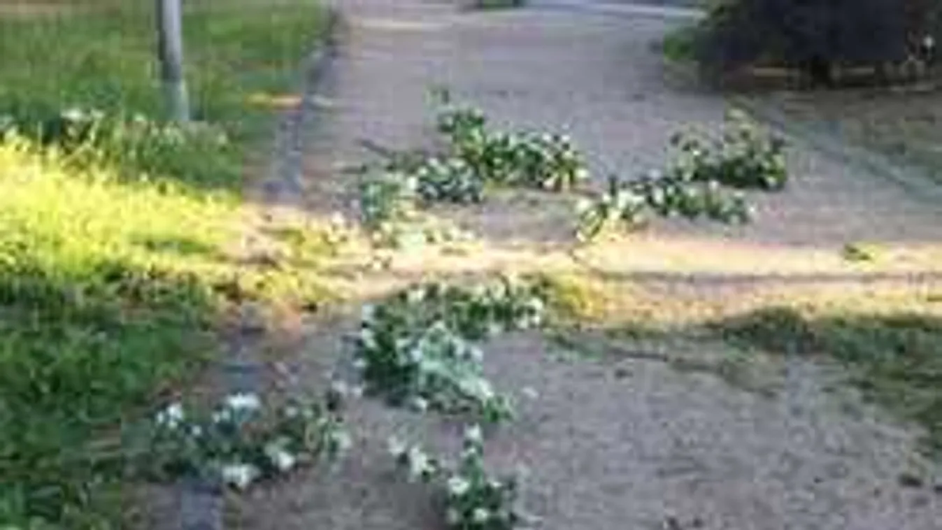 Vandálok randalíroznak Budapest parkjaiban, nyomoz a rendőrség - Fotó