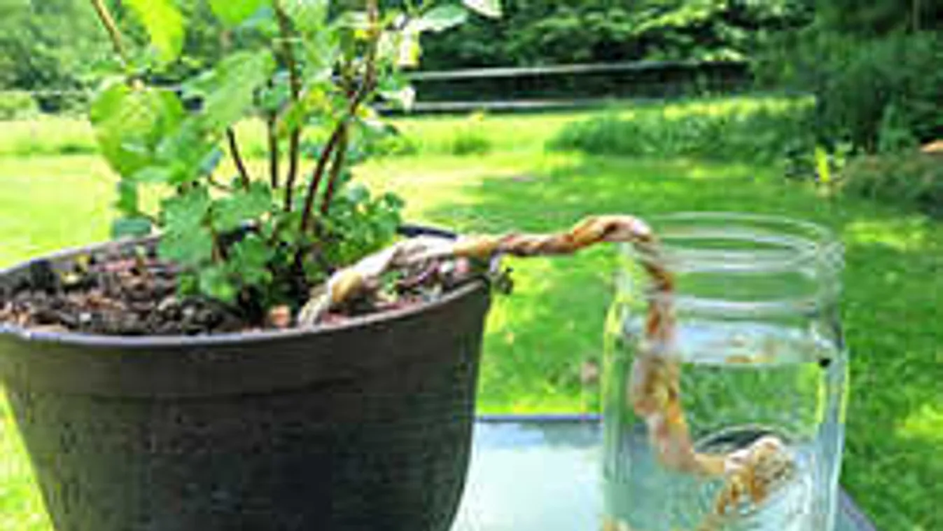 Nyaralni indulsz? Íme, a trükkök, hogy ne menjenek tönkre a virágaid