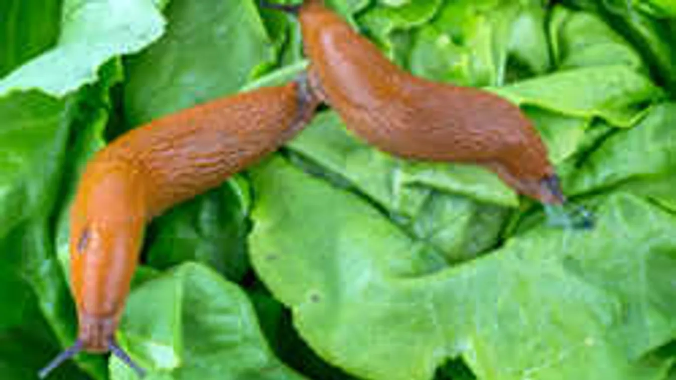 Mindent elleptek a kertben a csigák? Mutatjuk a legjobb trükköket