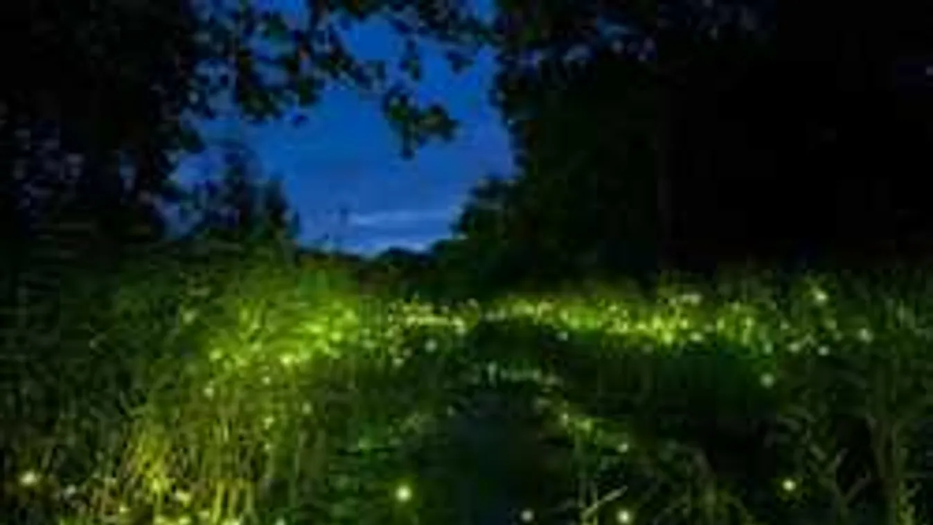 Elképesztő természeti csoda a magyar erdőkben, 2 héten át láthatod