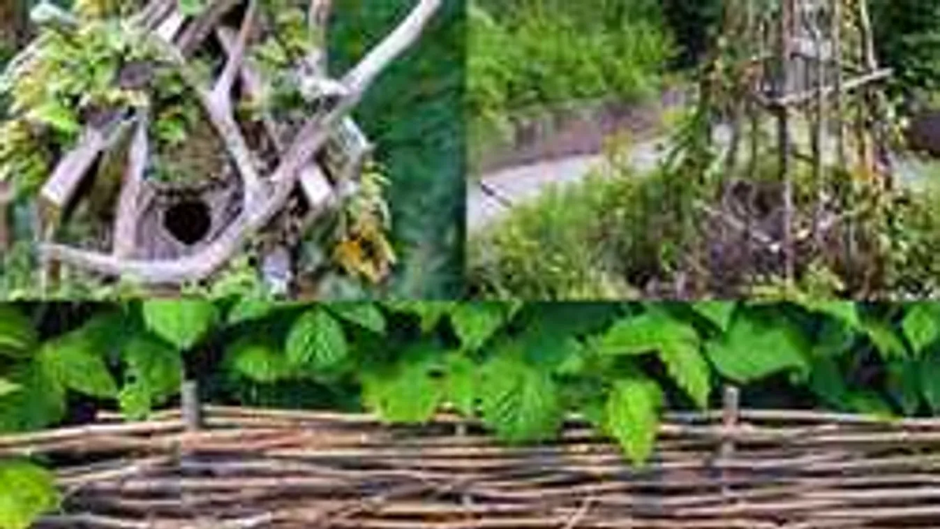 Ne égesd el a kertben a gallyakat, ágakat! Elképesztő, mire használhatod