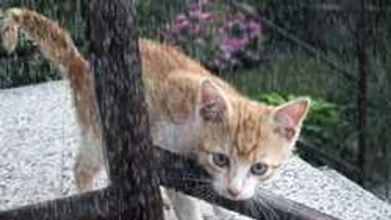 Meteorológiai vészjelzés: ma lecsap a hidegfront, délután jön a meglepetés