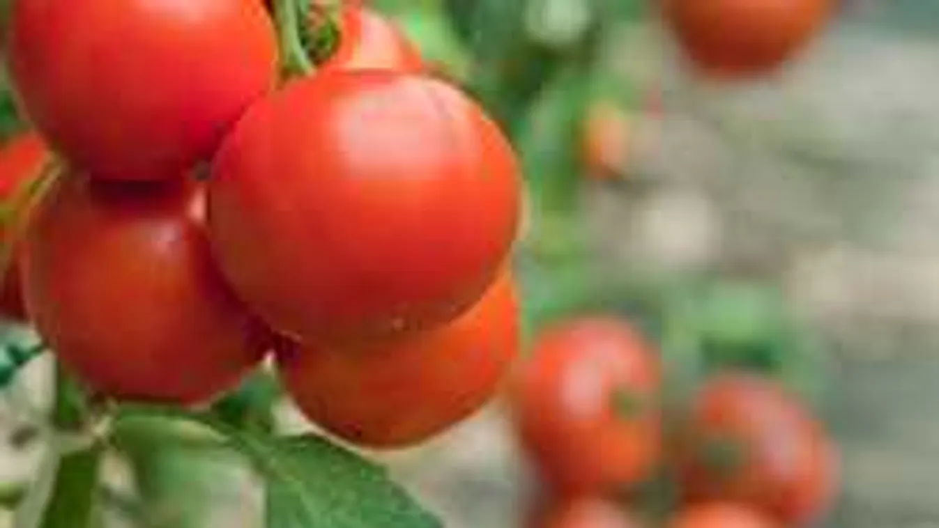 Íme egy szuper trükk, hogy októberig legyen paradicsomod