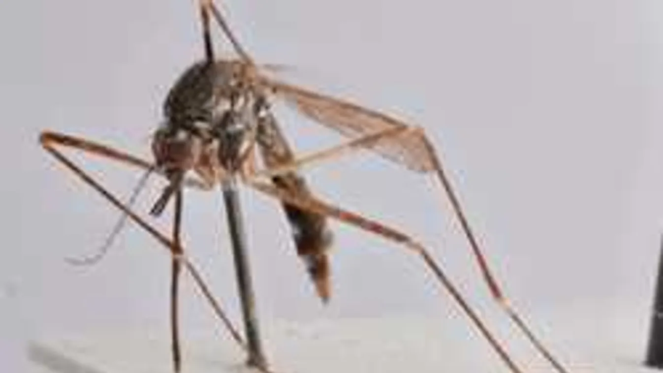 Veszélyes szúnyogok röpködnek Magyarországon