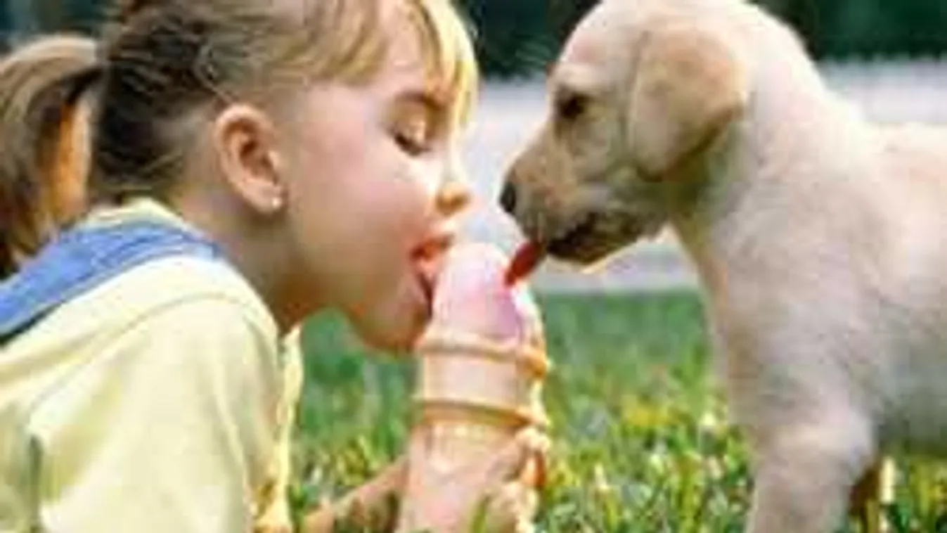 10 étel, amit soha ne adj a kutyádnak, ha nem akarod megmérgezni