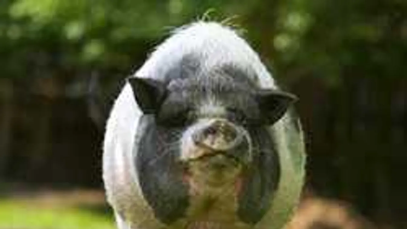 Elítélték a harapós disznót