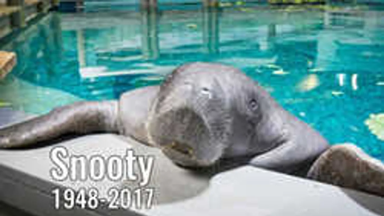 Tragikus balesetben halt meg a világ legidősebb lamantinja