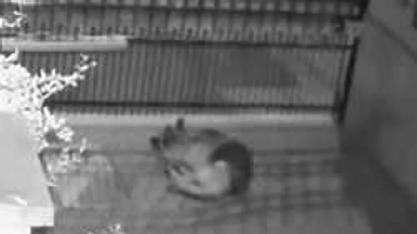 Brutális! Esélyt sem adtak ennek a kutyának túlélésre!