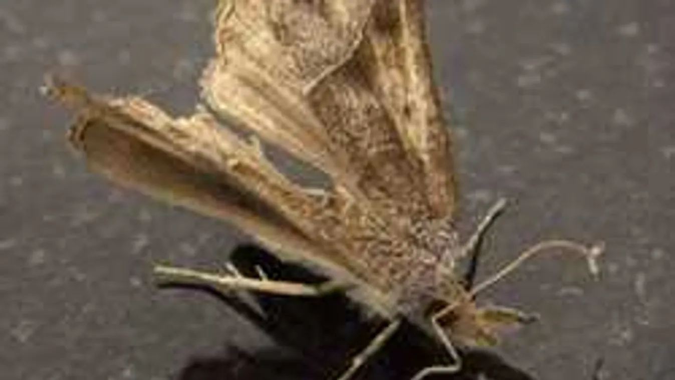 Ellepték a konyhádat a molyok? Itt a legjobb megoldás ellenük