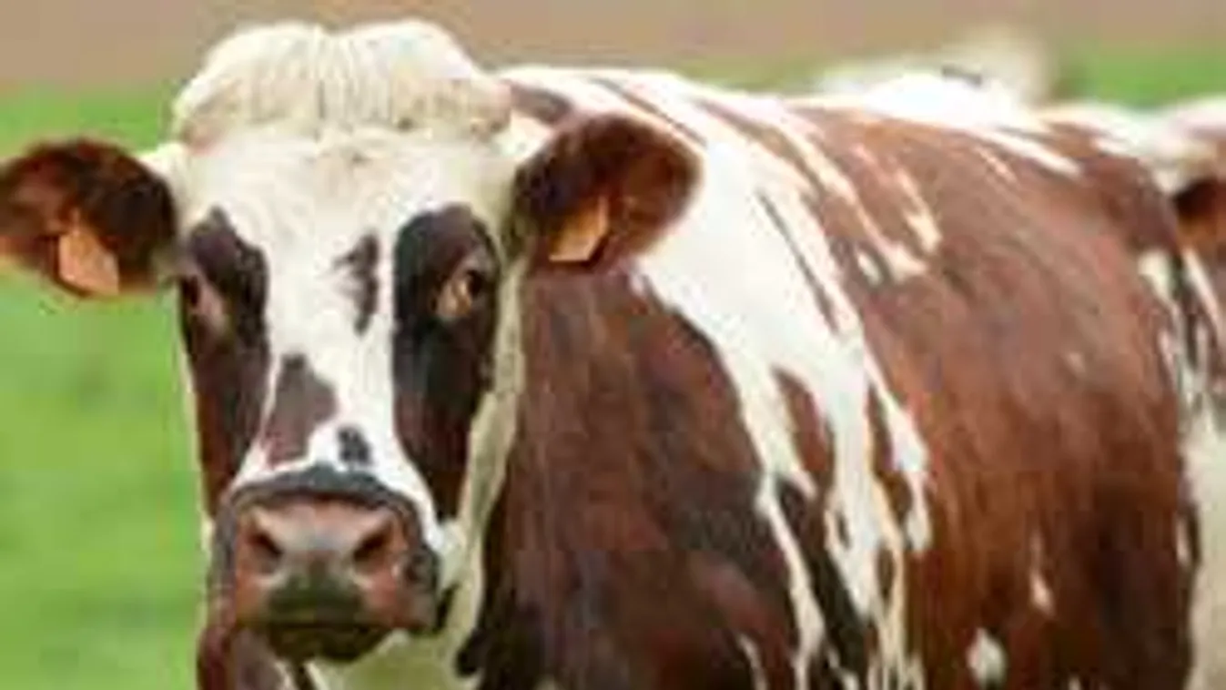 Furcsa szállítmány Budapestről Katarba: mi mentjük meg az olajsejkeket?