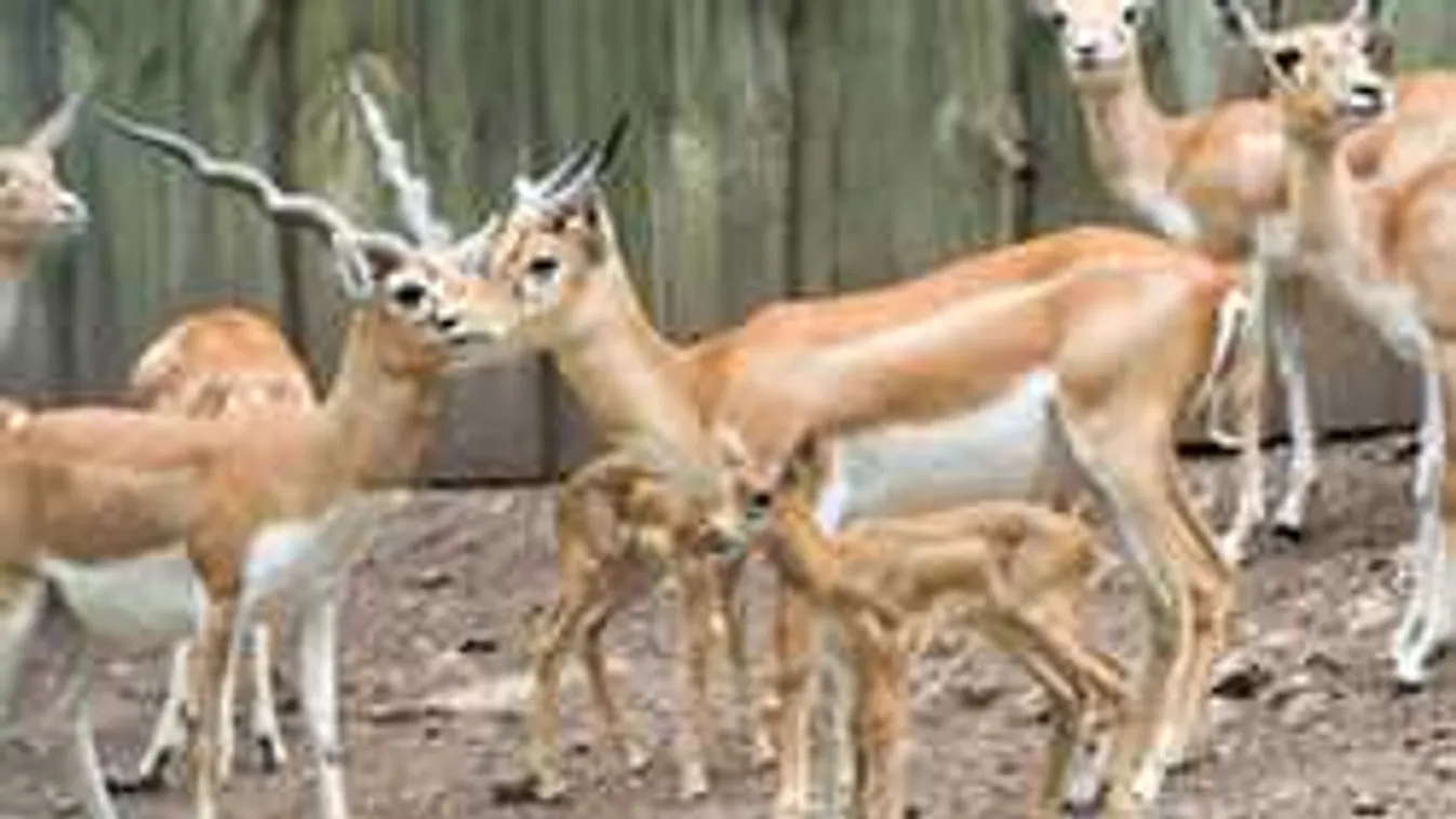 Cukik a veszprémi  indiai antilopok