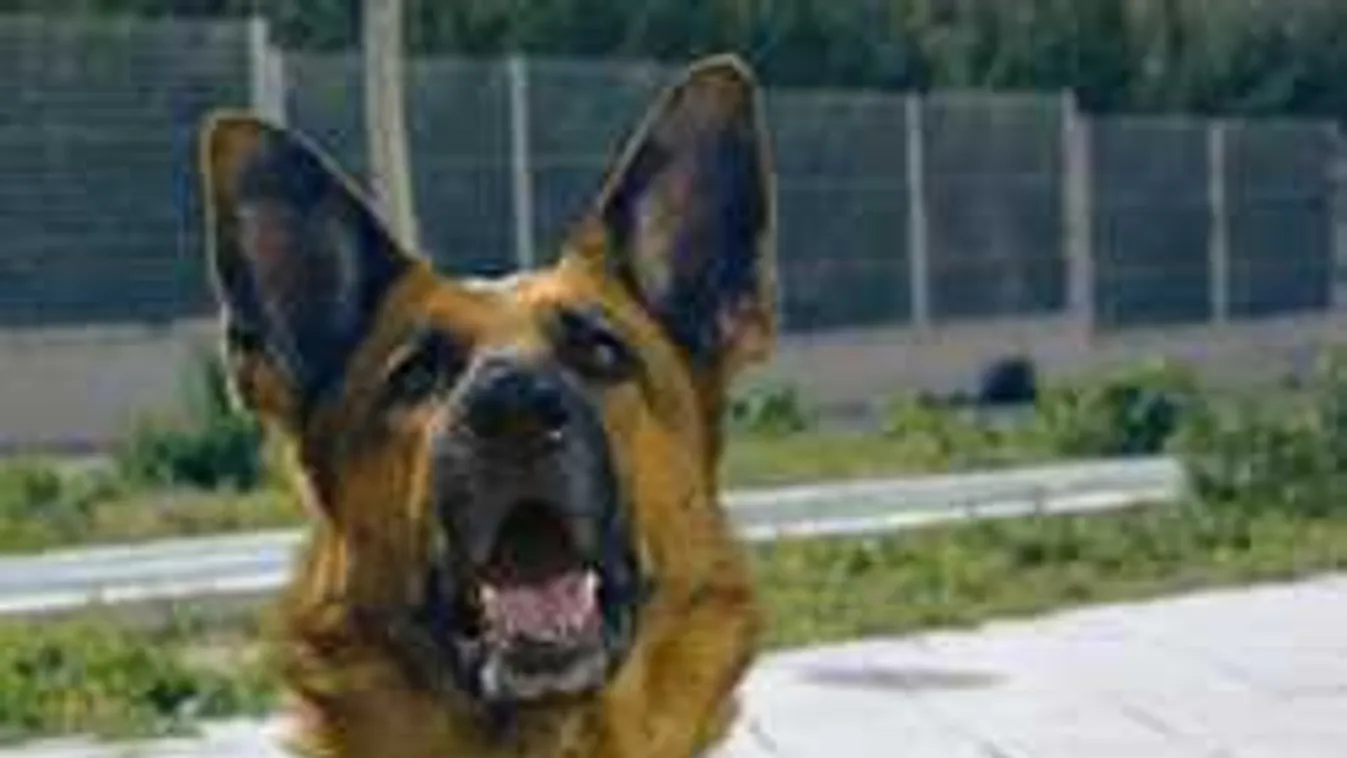 Hűségesen őrizte a házat: 150-nel gázolta halálra a részeg sofőr