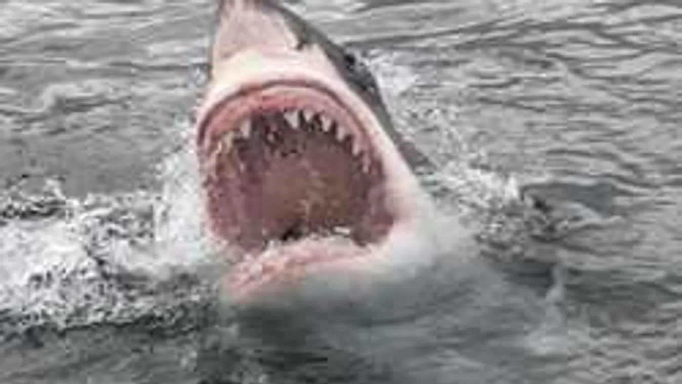 Másodszor támadták meg a cápák a háromszoros világbajnok szörföst