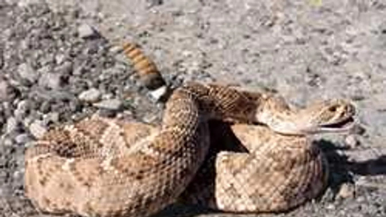 Megharapta taktaharkányi gazdáját a texasi csörgőkígyó