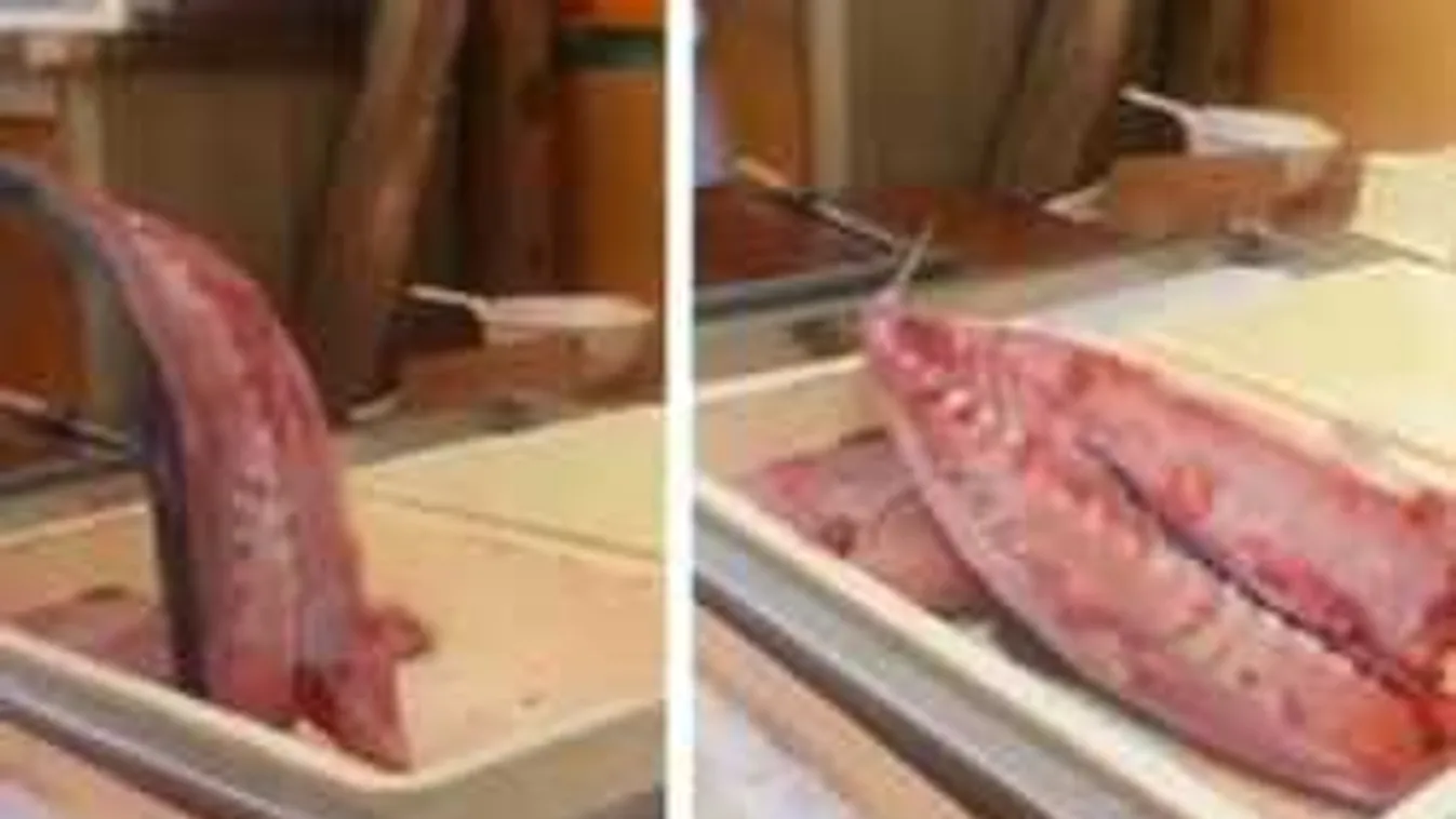 Sokkot kaptak a konyhások az étteremben: Ugrálni kezdett a halszelet!