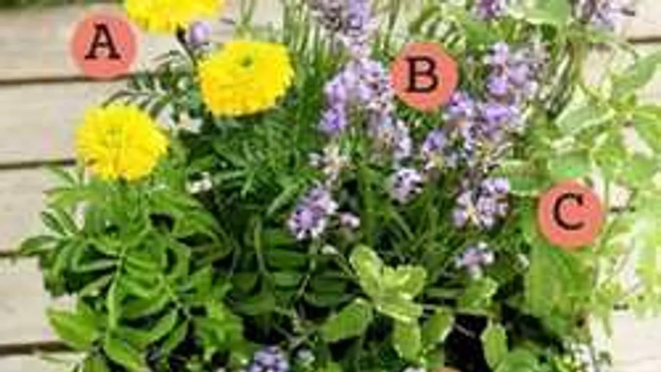 Gyűlölöd a szúnyogokat? Ezt rakd össze, és megszabadulhatsz tőlük