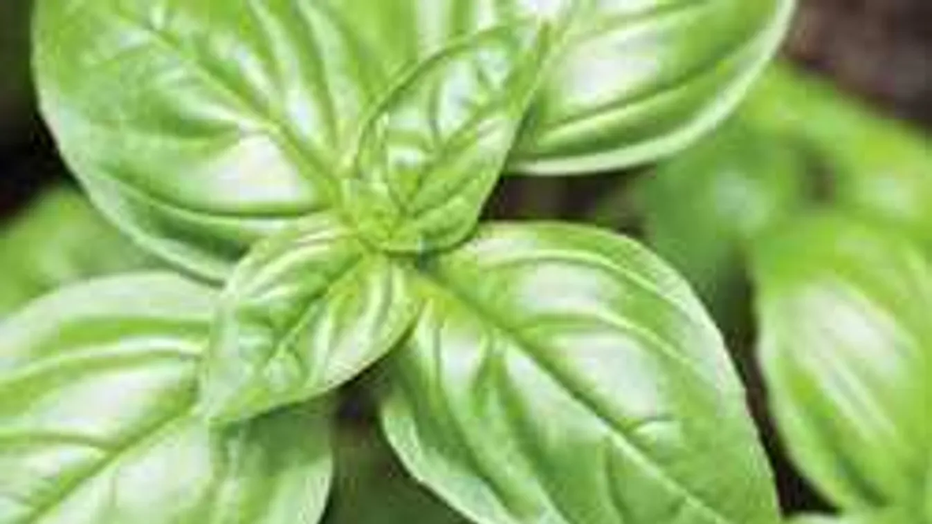 Nem tudod, hogy kell enni a bazsalikomot? Szuper ötleteket mutatunk