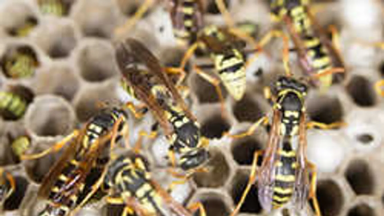 Emberre veszélyes, mérges rovarok lepték el a dunántúli temetőt