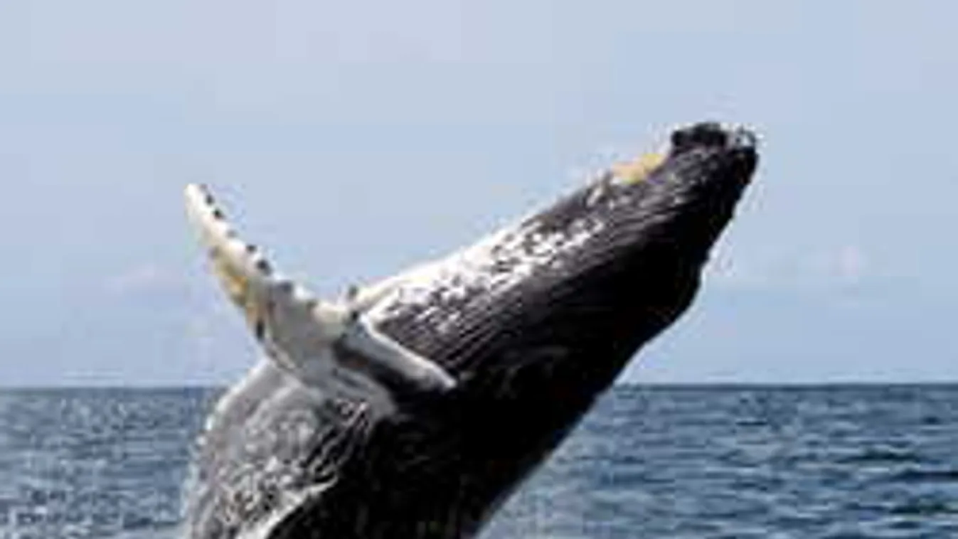 Pánik tört ki a hajón: bálna emelte a levegőbe a turistákat