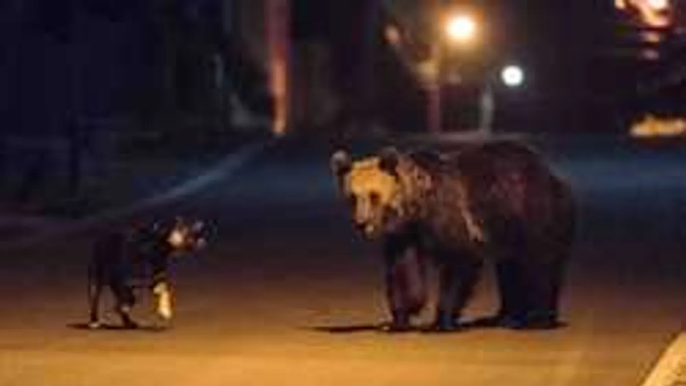 Besétált a konyhába és megette a palacsintát a medve - videó