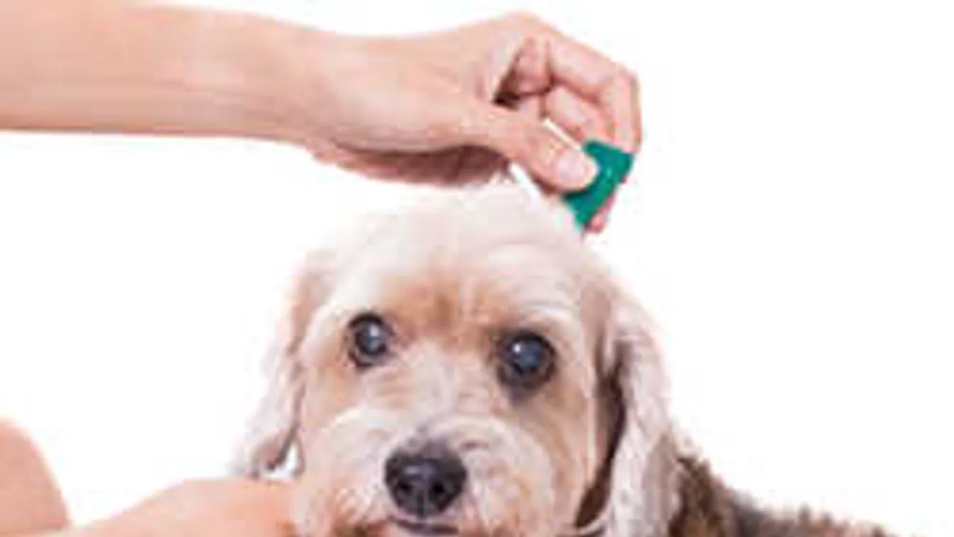 Kutya- és macskatartók is veszélyben a tojásbotrány miatt?