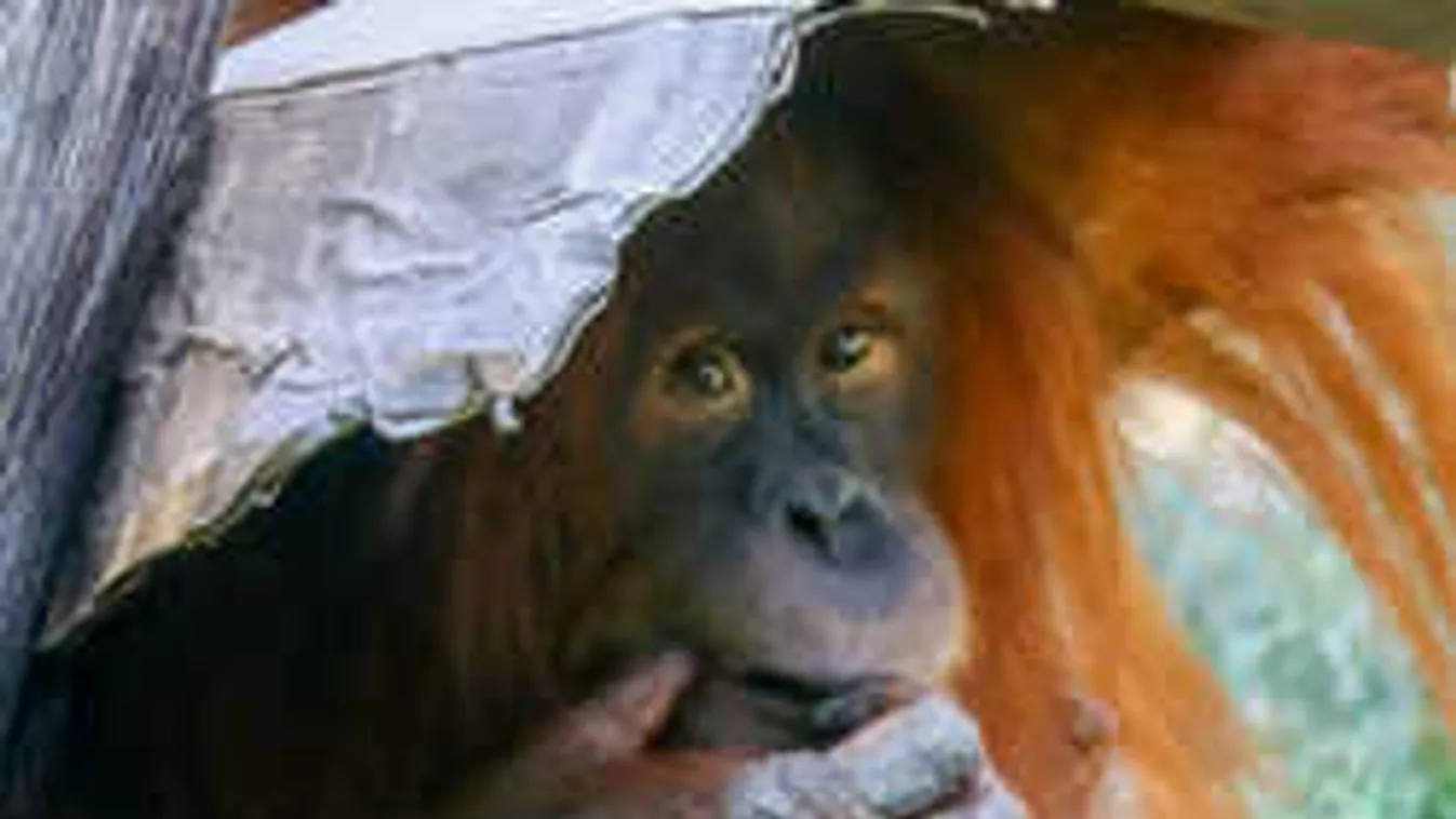 Vicces képek: így kerülik el az állatok a hőgutát