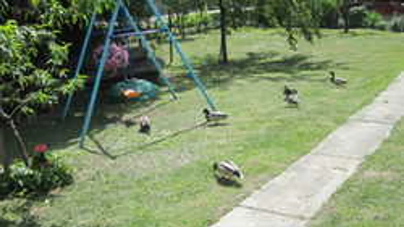 Elképedtek a lakók,amikor kinéztek a kertbe