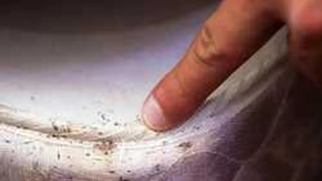 Lecsapott Magyarországra a legvisszataszítóbb vérszívó kártevő