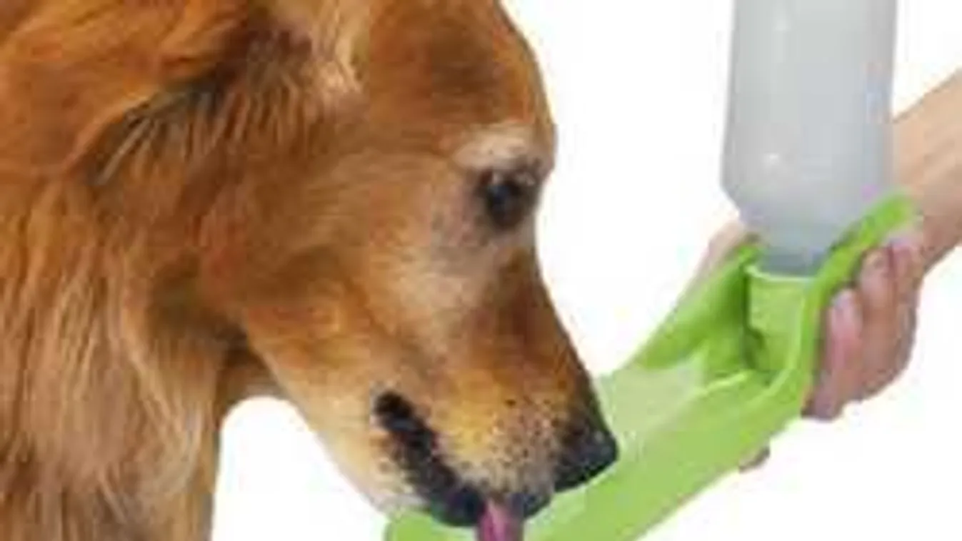 Ebben a forróságban ez minden gazdinak kötelező