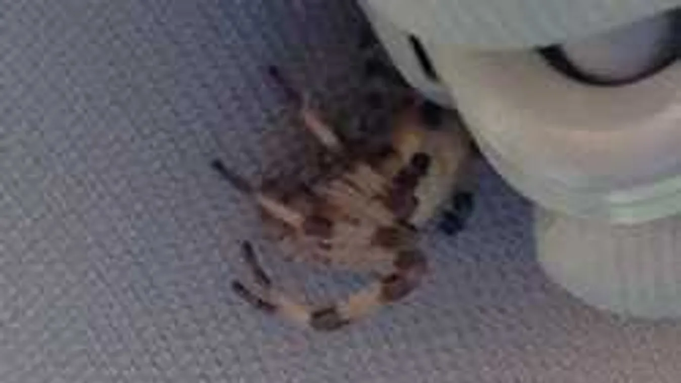 A napellenzőből leselkedett a sofőrre a rémisztő pókszörny