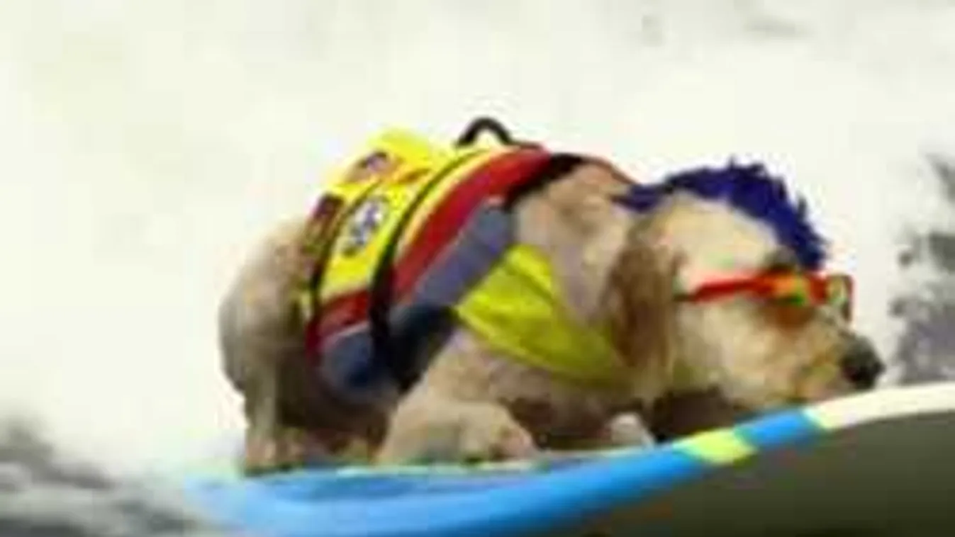 Ezek a kutyák jobban szörföznek, mint te - videó