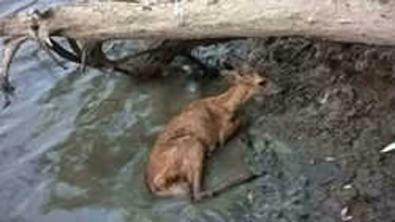 Sárba ragadt őzgidát mentettek a rendőrök - fotó