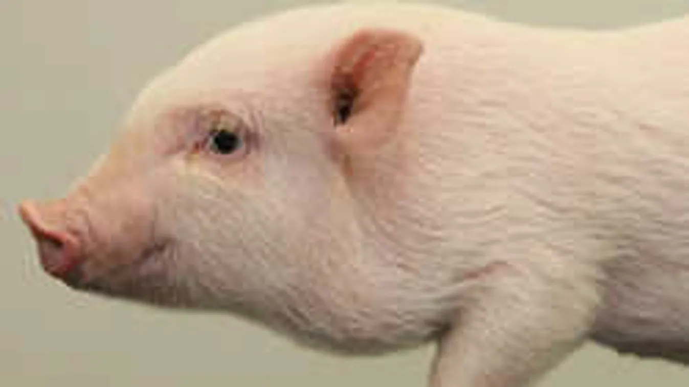 Egyre biztosabb, malacok fogják megmenteni az emberek életét