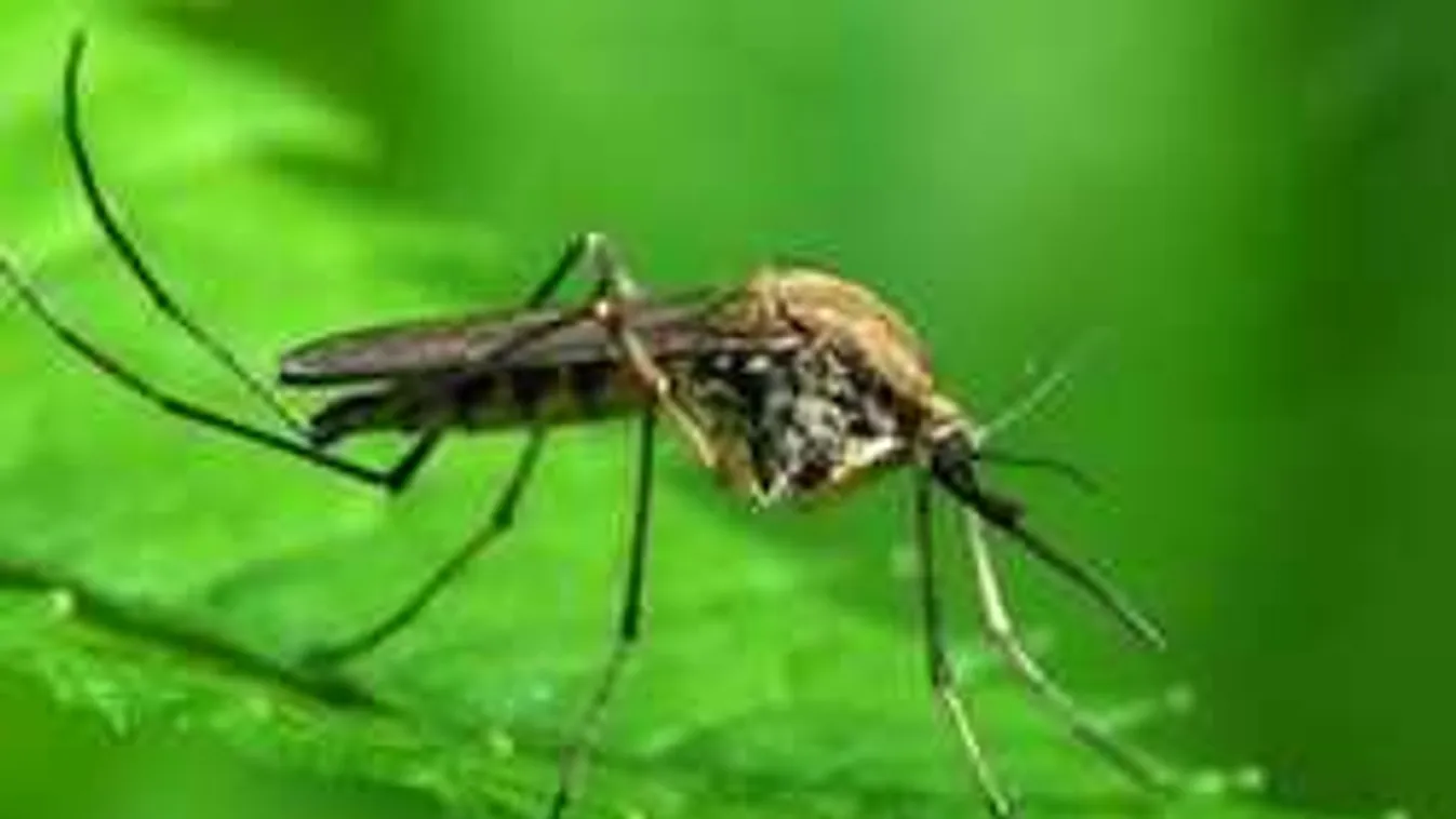 Kiderült, ezért szeretnek téged marni a szúnyogok, így játszd ki őket