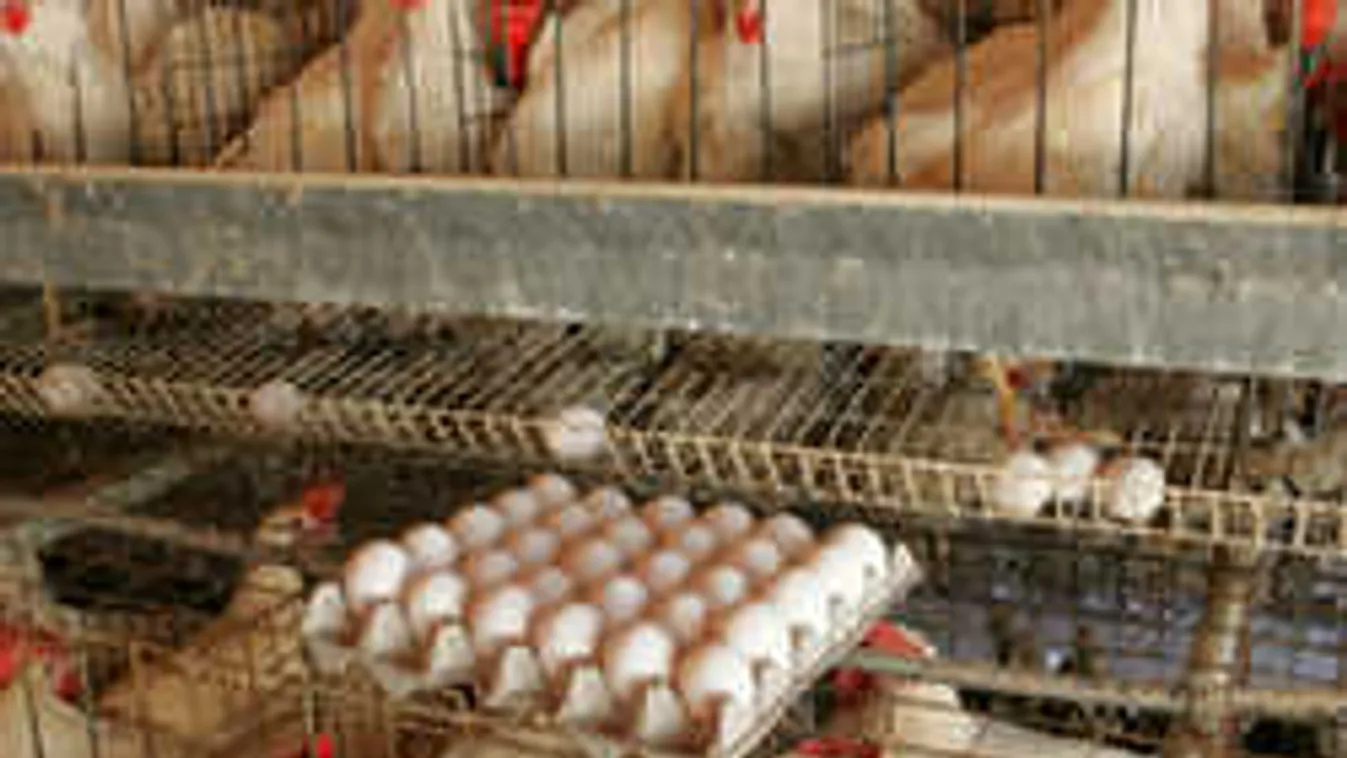 Brazíliai őserdőkből származik a mérgezett holland tojás