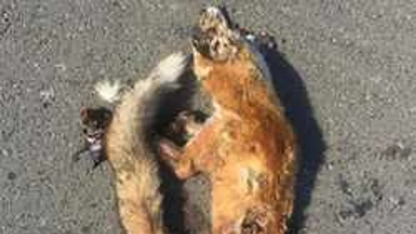 Ezért pusztul el rengeteg róka az utakon