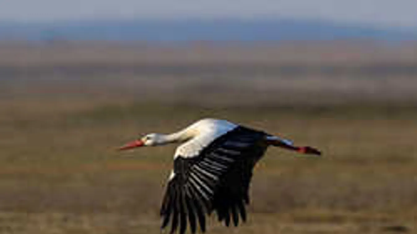 Korai őszt jósolnak a gólyák