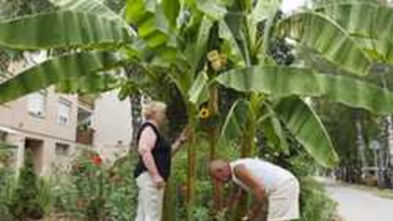 Terem a magyar lakótelepen a banán!