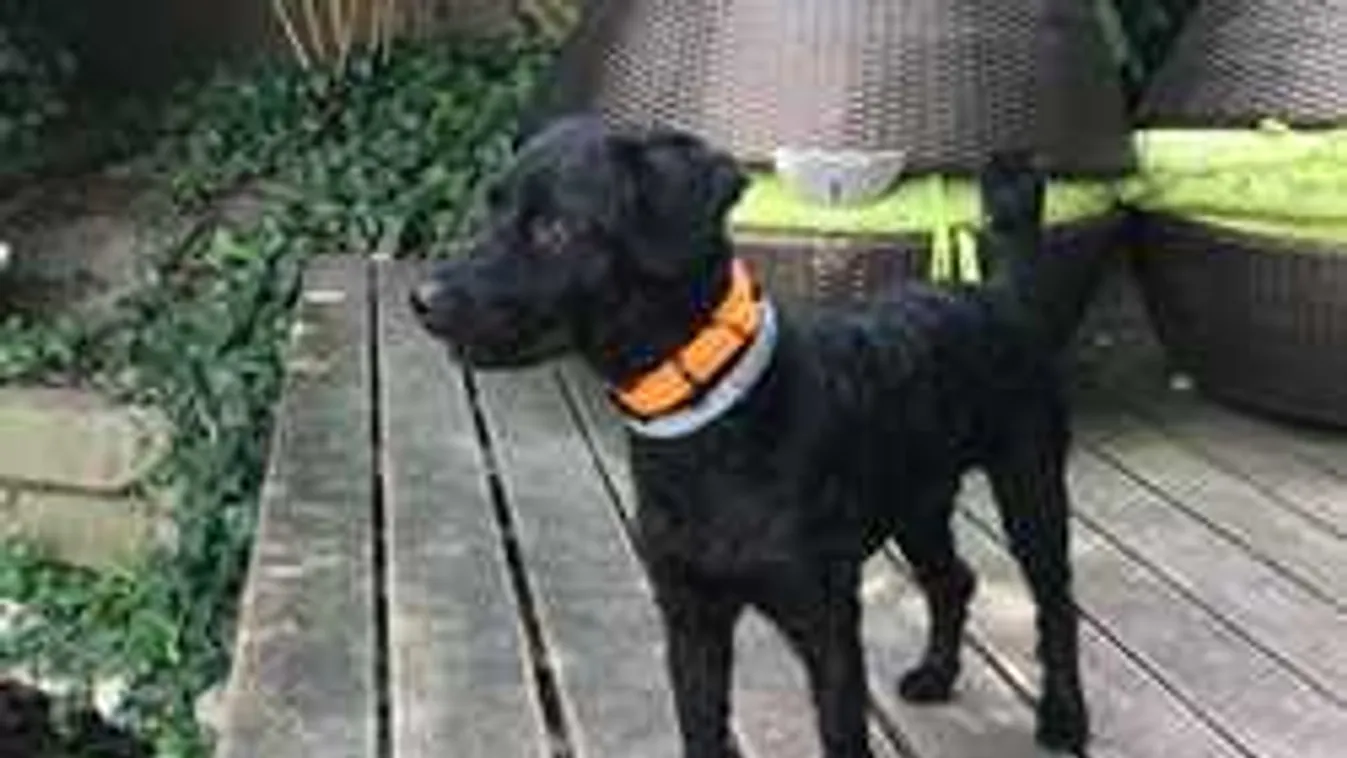 Már Hajdú Péter is keresi a Tornóczky Anitától elszökött kutyát