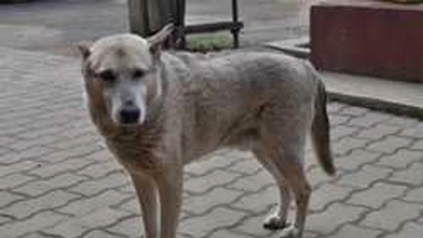 Különös rekordot döntött Buksi, gyászol a kutyás világ