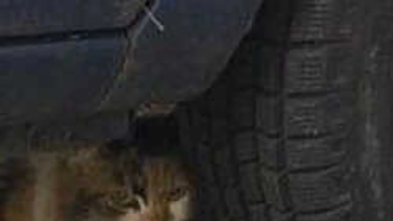 Kegyetlen gaztett: őrizetbe kerültek az óbudai macskanyúzók