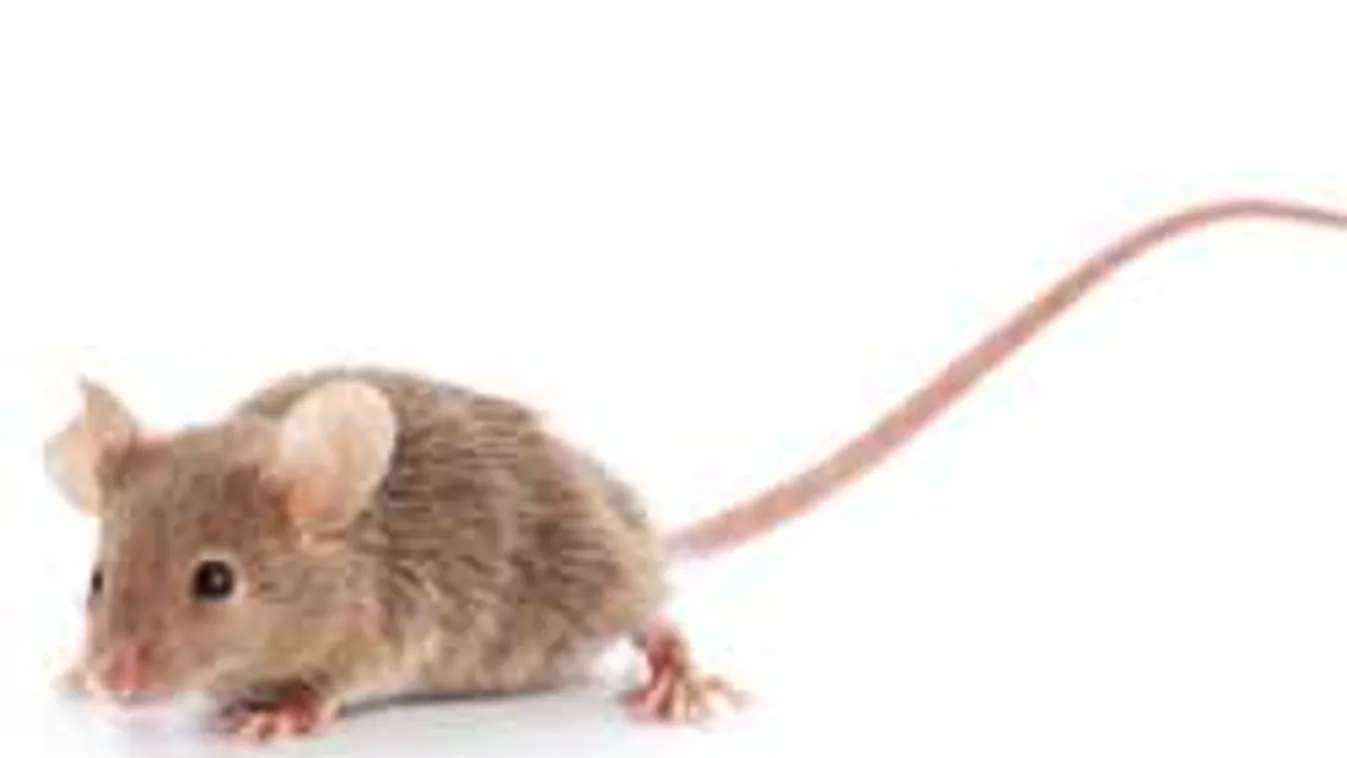 Meglepő, hol bújnak meg az egerek a magyar panelekben