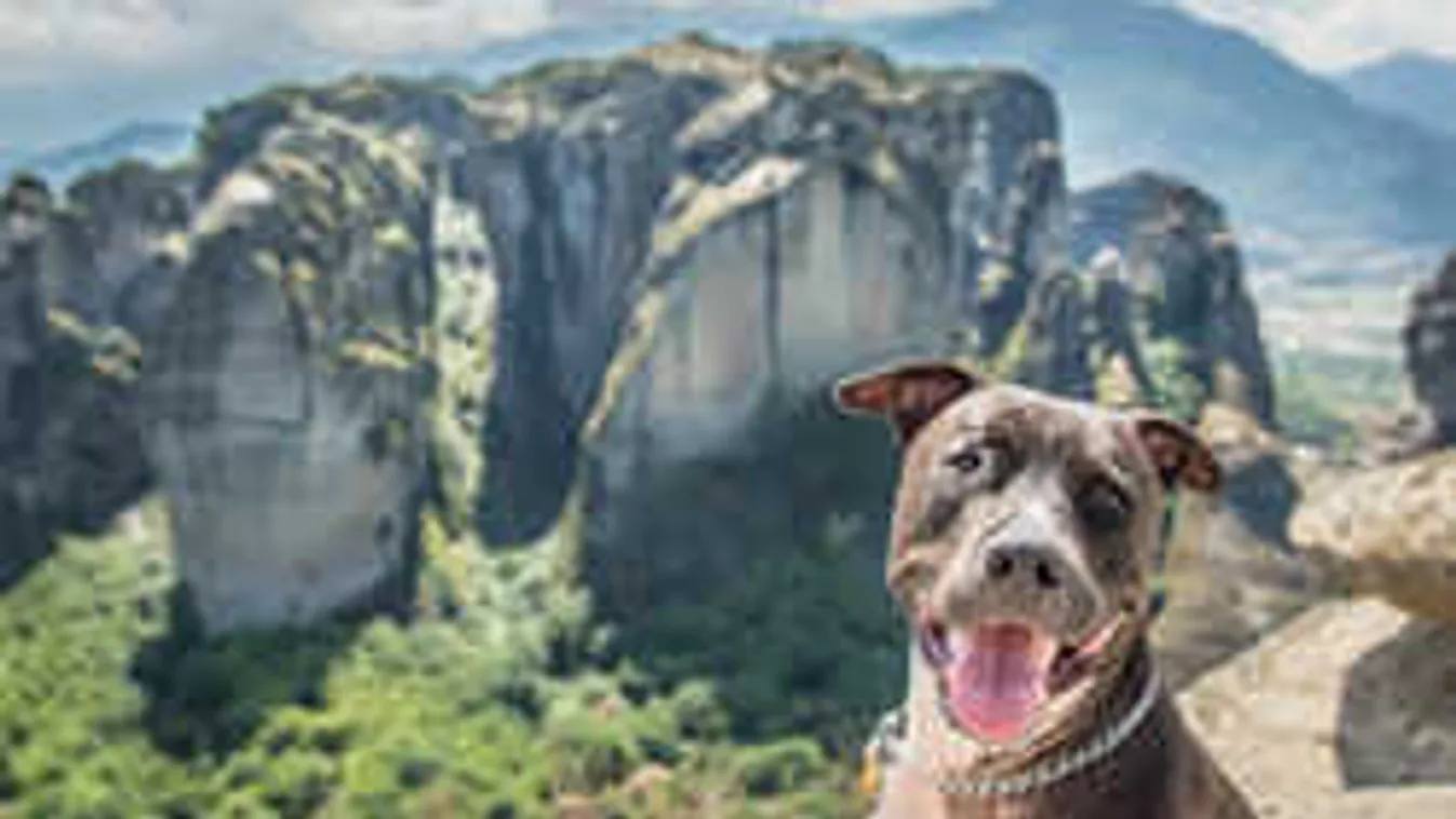 Így hozta össze gazdái párkapcsolatát a világjáró magyar kutya