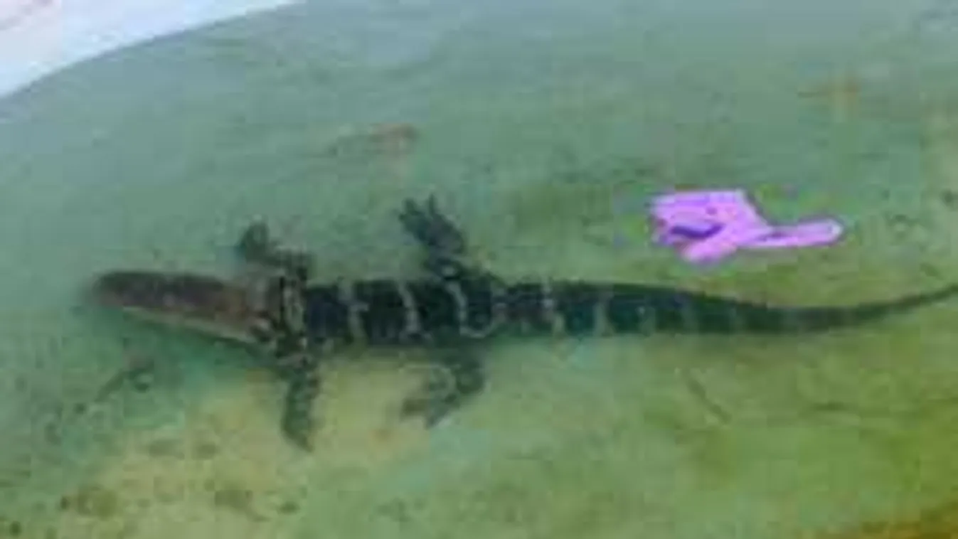 Úszni indult az aligátor, csak épp a hotel medencéjét célozta meg